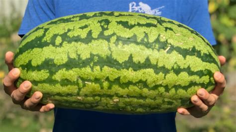 massive melons.com|Massive Melon